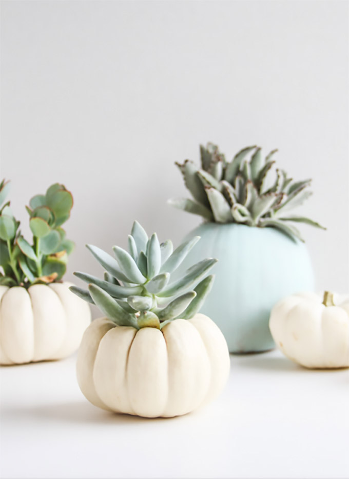 White mini pumpkins used as holders for light green succulent plants