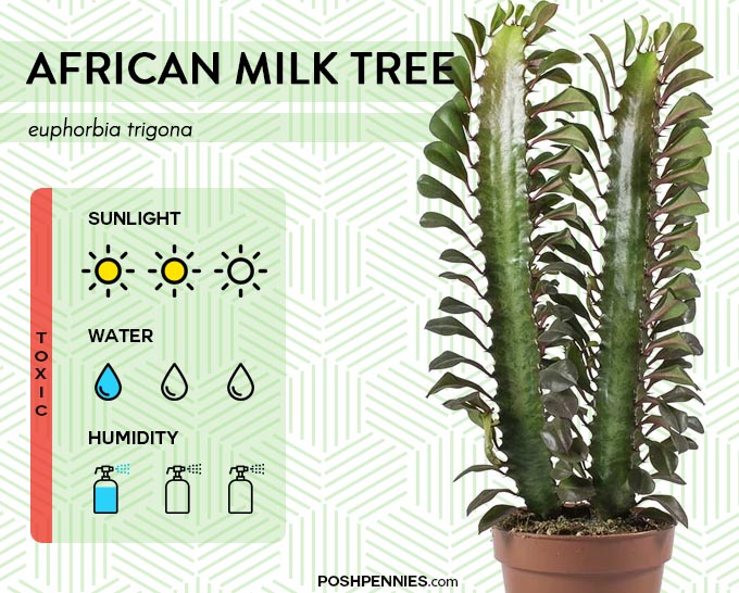 best indoor plants that are easy african milk tree