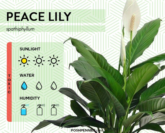 the peace lily is an extremely easy, low maintenance houseplant. it's one of the best indoor plants that are easy to keep alive