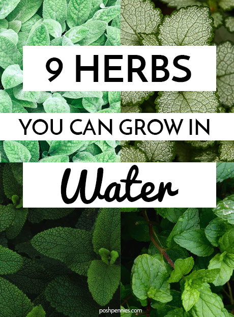 9 amazing herbs you can grow in water