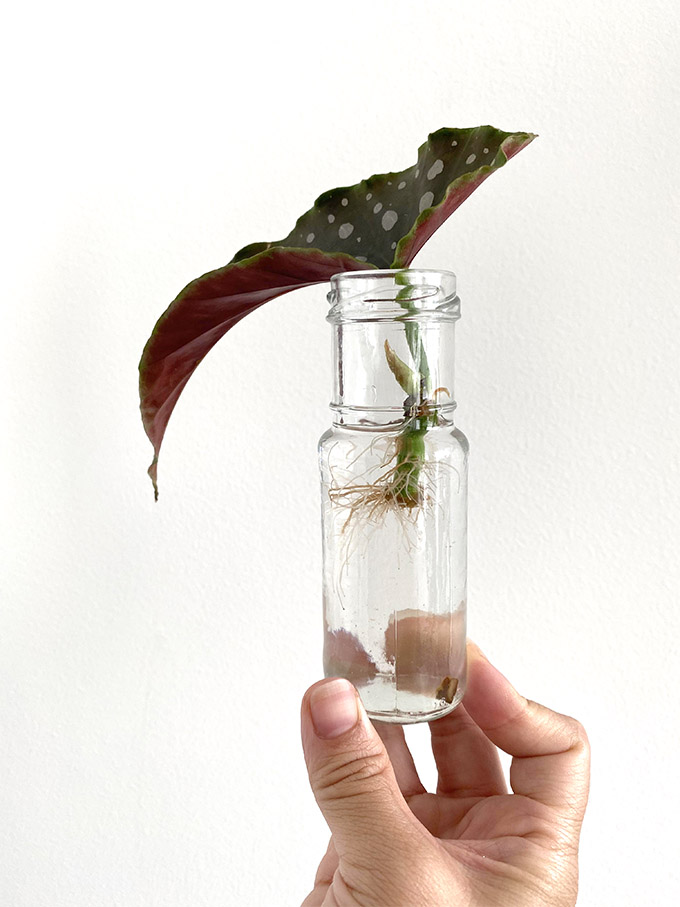 begonia is a wonderful plant to propagate in water
