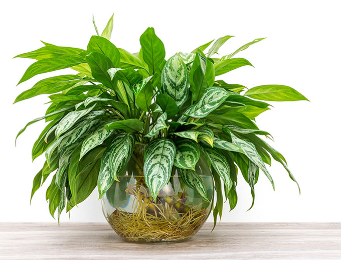 you can grow chinese evergreens easily in water only