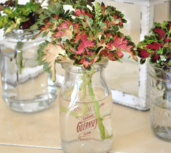 easily grow more coleus in water