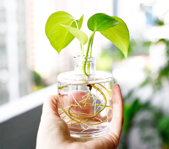 26 Incredible Plants You Can Easily Grow in Water