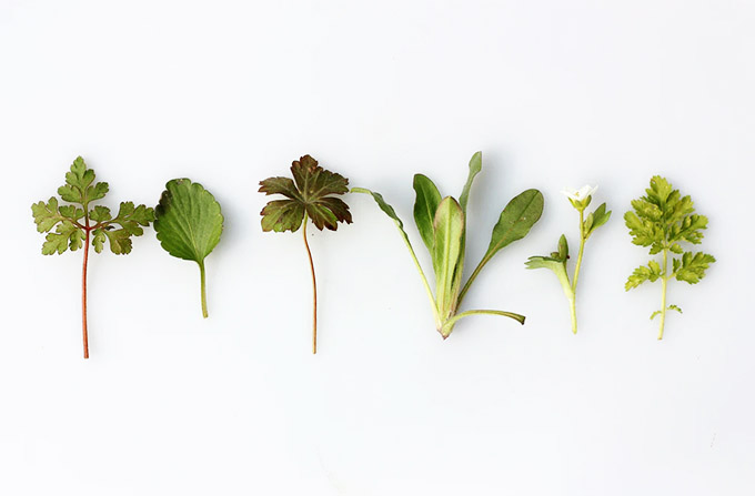 the 9 best herbs to grow in water