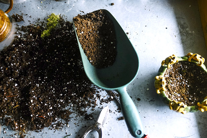 plant soil