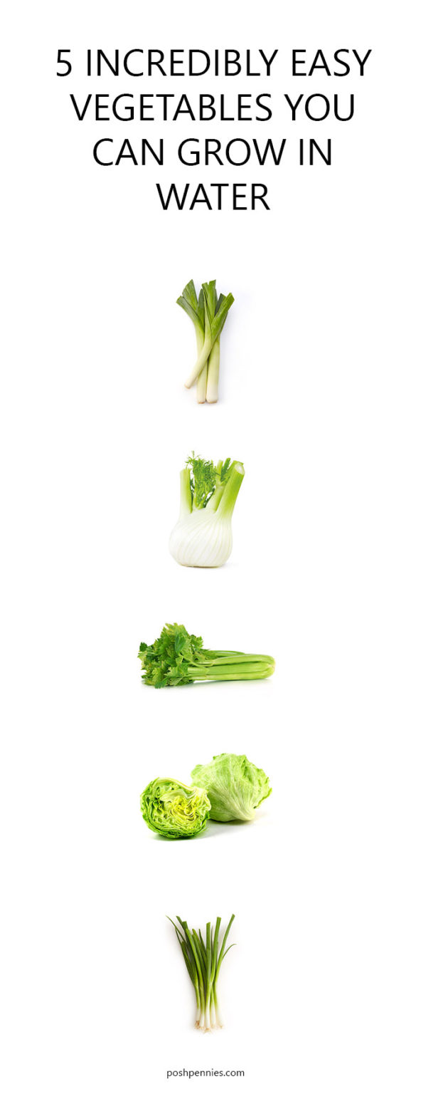 26 Incredible Plants You Can Easily Grow in Water - Posh Pennies
