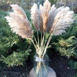 affordable pampas grass to buy online