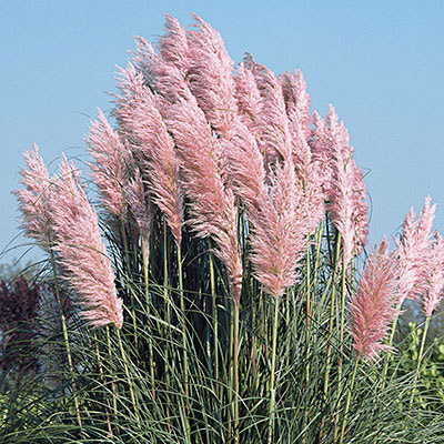 Pampas Grass Decor Ideas Perfect for Any Interior Style - Posh Pennies