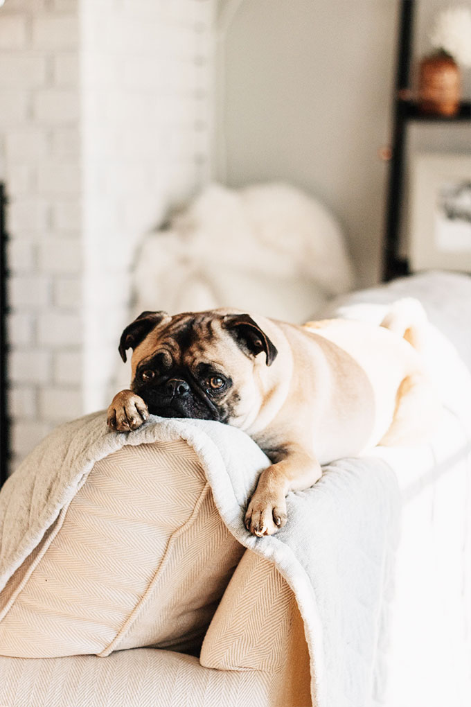 cute pug sitting on a sofa covered by a blanket - great way to protect your furniture is simply by using washable covers