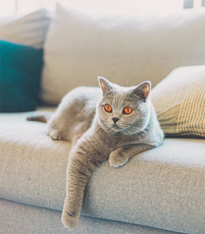 cute gray cat on gray sofa