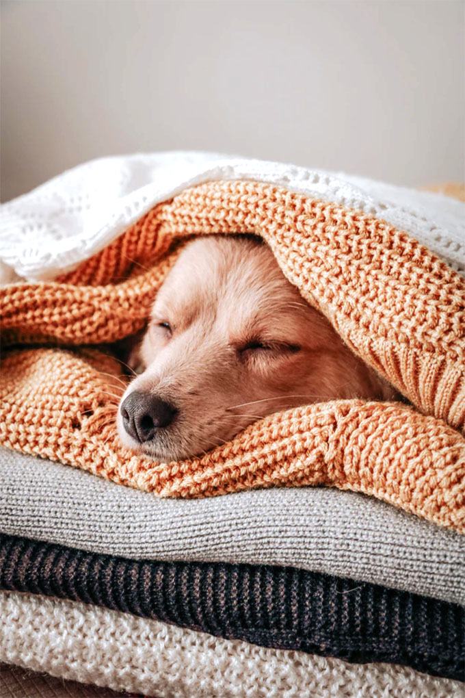 cut doggo sleeping in a stack of soft blankets