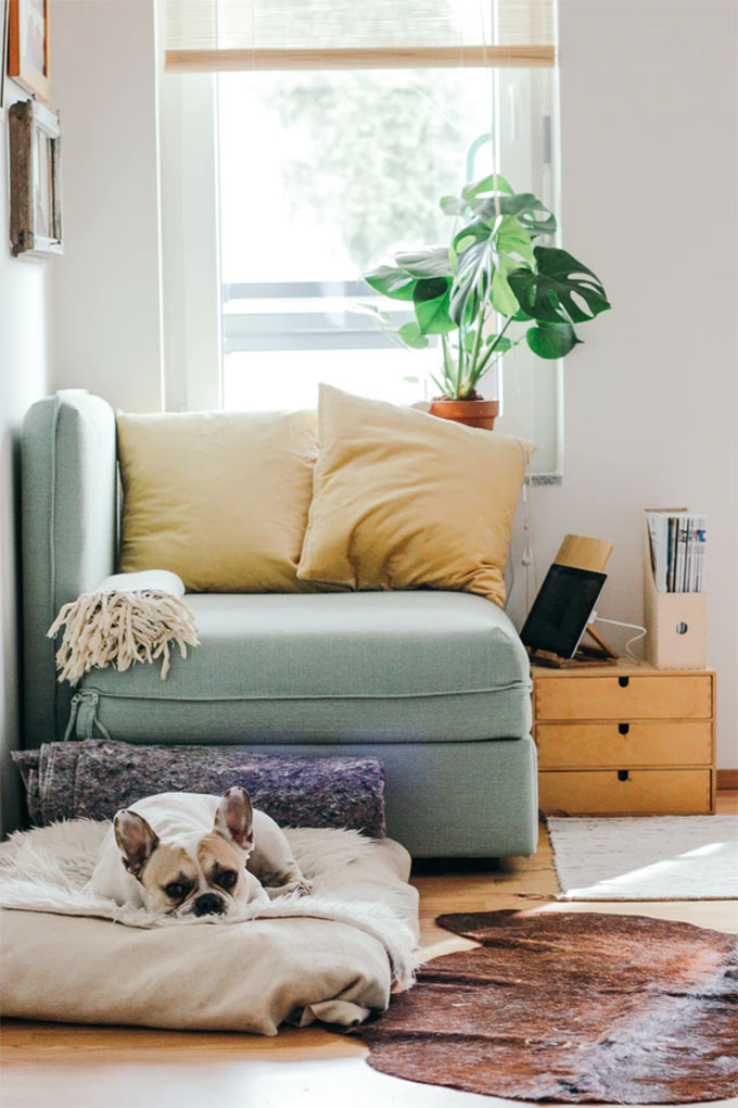 dog hanging out on his bed in a living room with a monstera plant