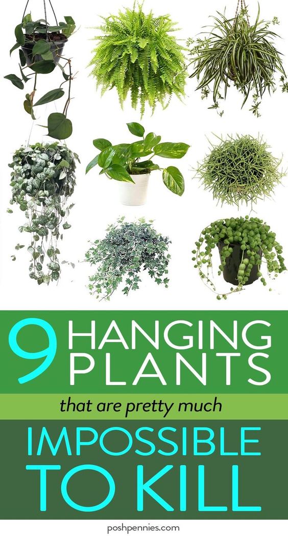 best indoor hanging plants hard to kill plants