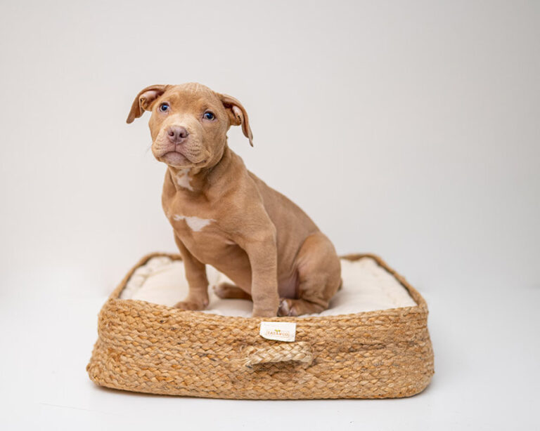 The Cutest Dog Beds To Match Every Decorating Style!